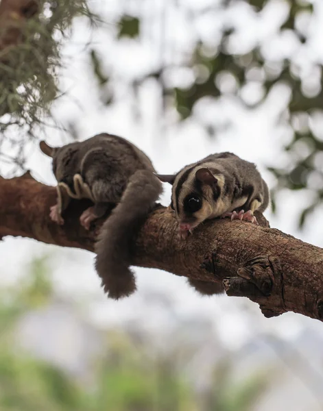 Small possum or Sugar Glider — Stock Photo, Image