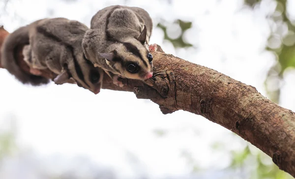 Zarigüeya pequeña o Sugar Glider — Foto de Stock