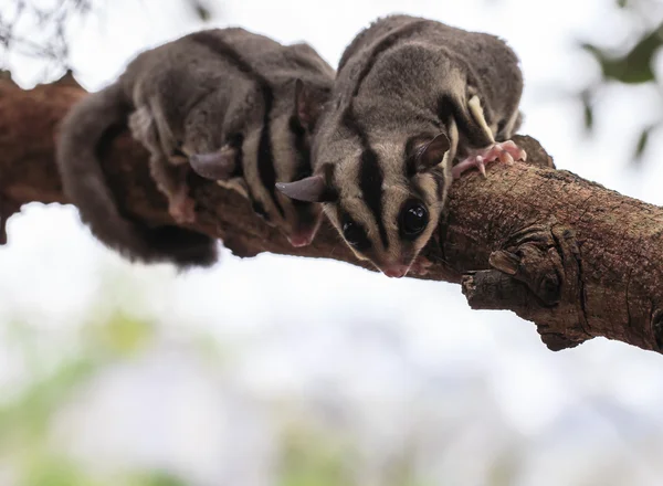 Liten possum eller socker segelflygplan Royaltyfria Stockfoton