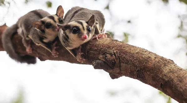 Zarigüeya pequeña o Sugar Glider Fotos de stock