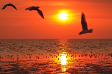 Günbatımında uçan kuşlar