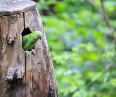 kuş güzel yeşil eclectus papağanı
