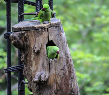 kuş güzel yeşil eclectus papağanı