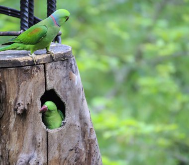 kuş güzel yeşil eclectus papağanı
