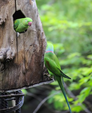 kuş güzel yeşil eclectus papağanı