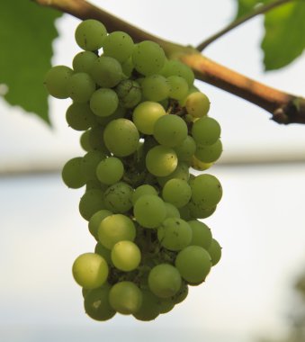 bir bağ büyüyen yeşil üzüm