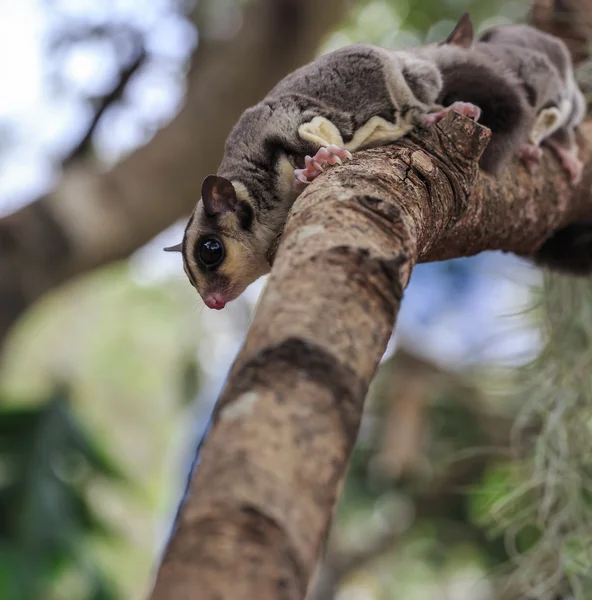 Zarigüeya pequeña o Sugar Glider — Foto de Stock