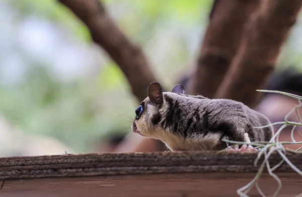 Small possum or Sugar Glider — Stock Photo, Image