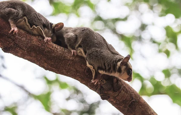 Zarigüeya pequeña o Sugar Glider — Foto de Stock