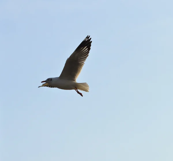 Aves voando ao pôr do sol — Fotografia de Stock