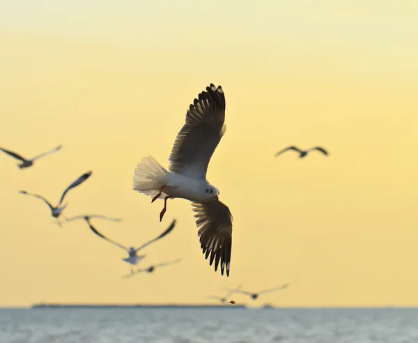 Birds flying in sunset — Stock Photo, Image