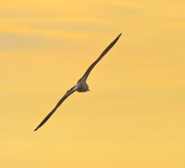 Fåglar som flyger i solnedgången — Stockfoto