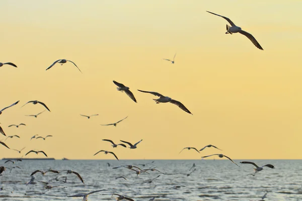 Birds flying in sunset — Stock Photo, Image