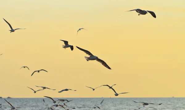日没を飛んでいる鳥 — ストック写真