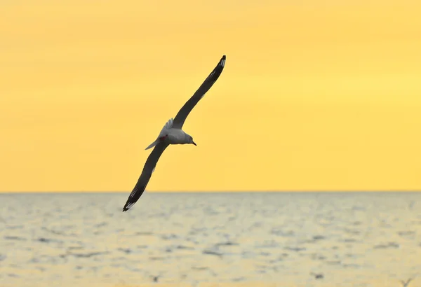 Birds flying in sunset — Stock Photo, Image