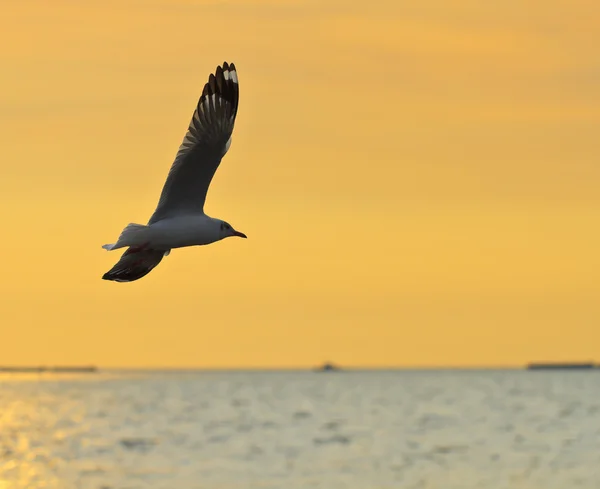 日没を飛んでいる鳥 — ストック写真