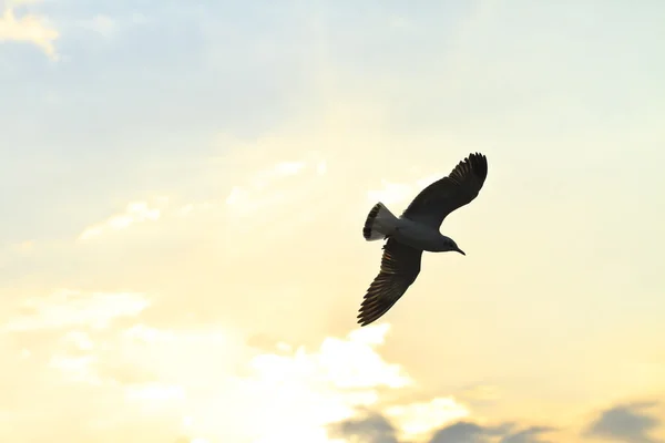 Aves voando ao pôr do sol — Fotografia de Stock