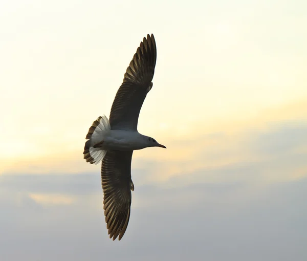 Birds flying in sunset — Stock Photo, Image