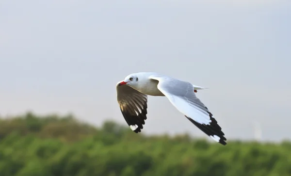 Pássaro gaivota voando no céu — Fotografia de Stock