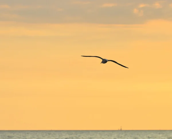 Aves voando ao pôr do sol — Fotografia de Stock