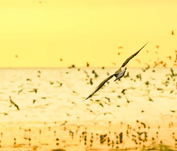 Aves voando ao pôr do sol — Fotografia de Stock