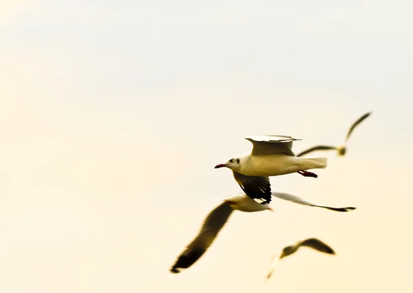 Птица чайки летит в небе — стоковое фото
