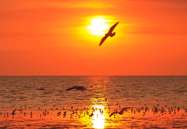 Birds flying in sunset — Stock Photo, Image