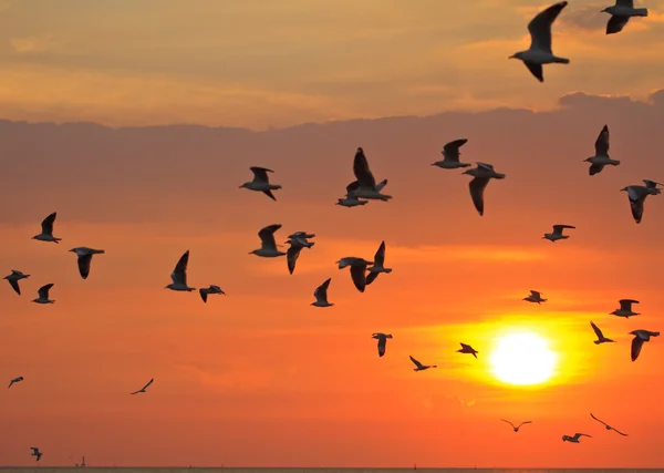 Oiseaux volant au coucher du soleil — Photo