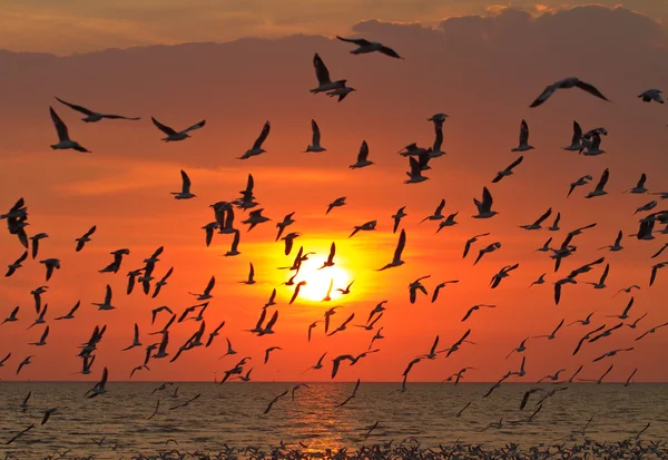 Oiseaux volant au coucher du soleil — Photo