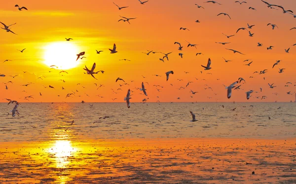 Vögel fliegen bei Sonnenuntergang — Stockfoto