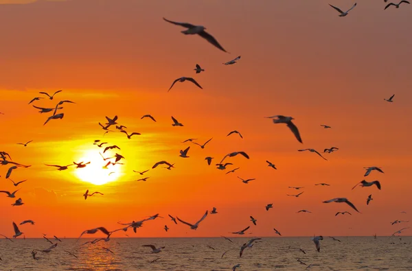 Aves voando ao pôr do sol — Fotografia de Stock