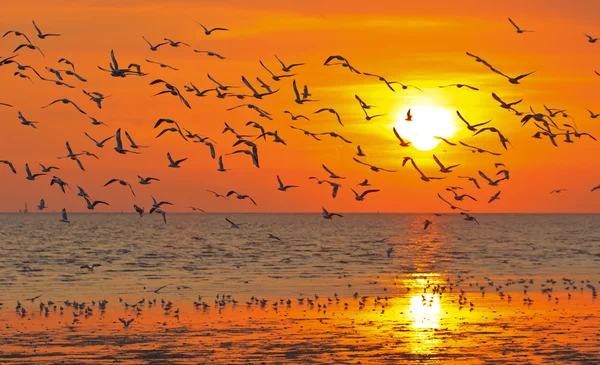 Birds flying in sunset — Stock Photo, Image