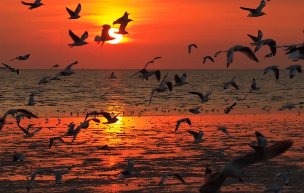 Birds flying in sunset — Stock Photo, Image