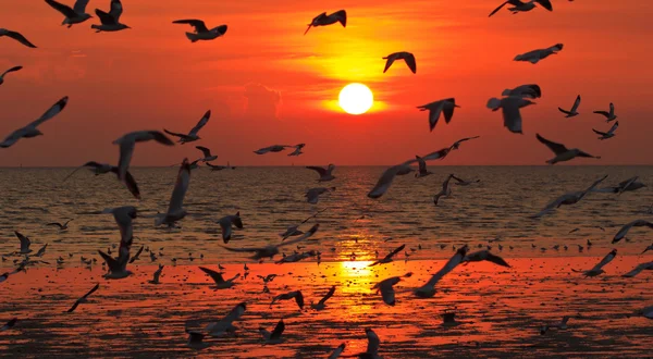 Birds flying in sunset — Stock Photo, Image