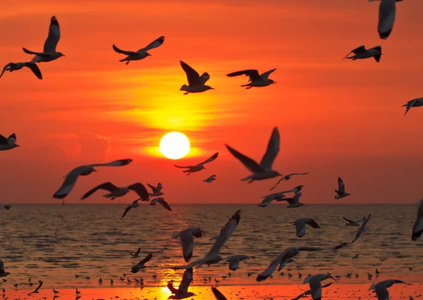 Birds flying in sunset — Stock Photo, Image