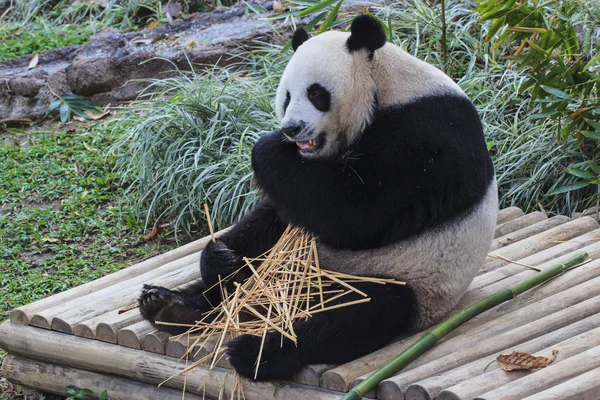 Panda enjoys eating bamboo — Stock Photo, Image