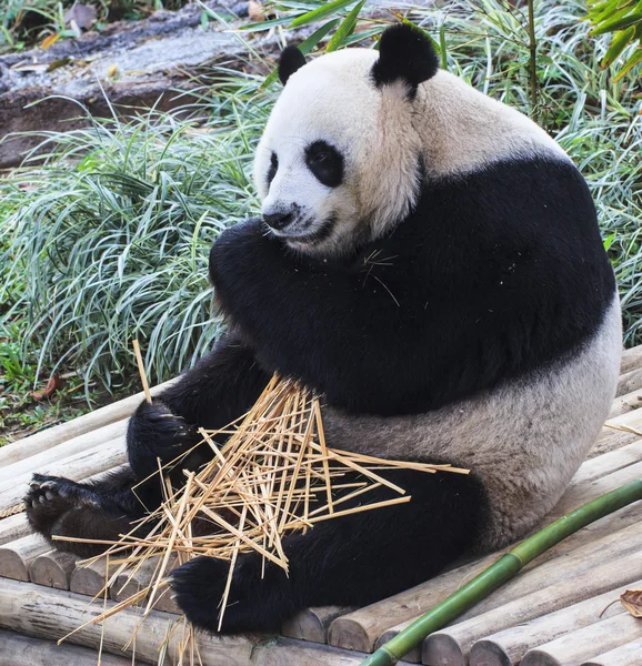 Panda enjoys eating bamboo — Stock Photo, Image