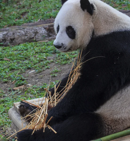 Panda enjoys eating bamboo — Stock Photo, Image