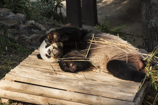 Panda har äter bambu — Stockfoto