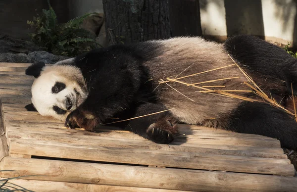 Panda gosta de comer bambu — Fotografia de Stock