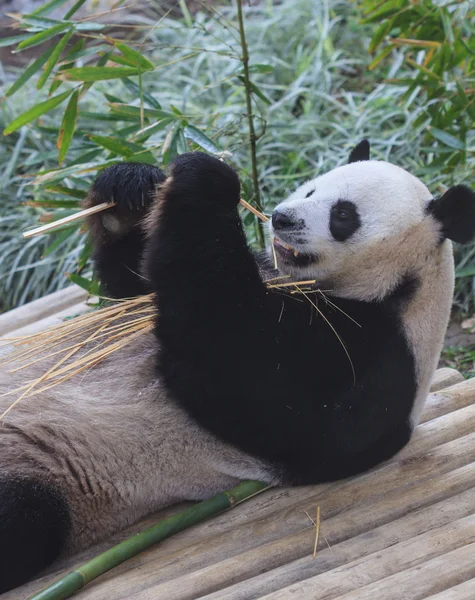 Panda disfruta comiendo bambú —  Fotos de Stock