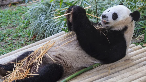 Panda enjoys eating bamboo — Stock Photo, Image