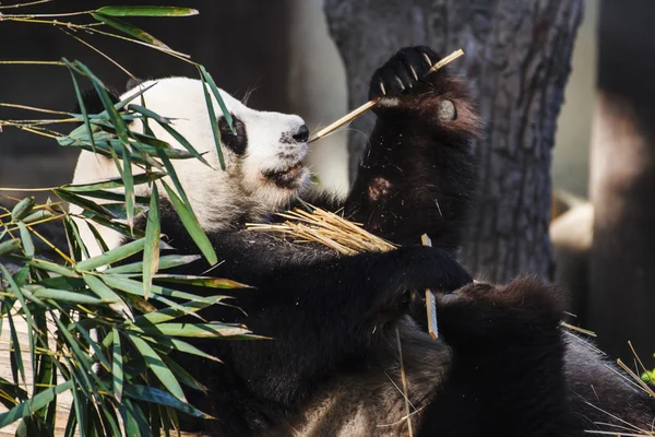 Panda lubi jeść bambusa — Zdjęcie stockowe