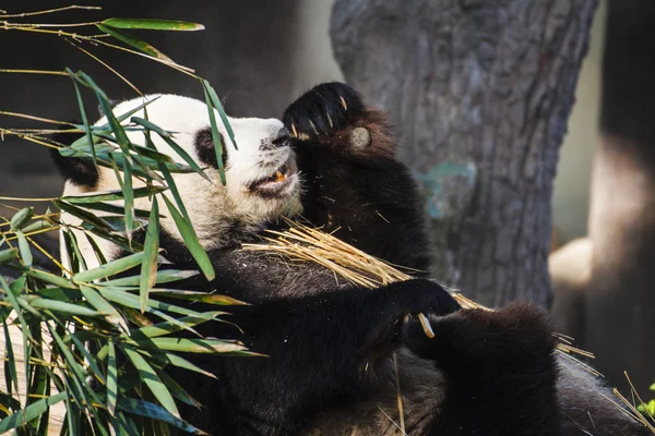 Panda disfruta comiendo bambú —  Fotos de Stock