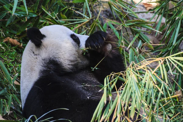 Panda enjoys eating bamboo — Stock Photo, Image