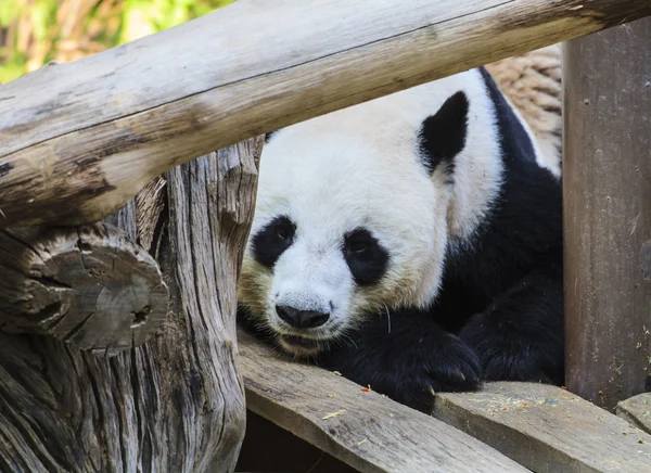 Urso Panda a tocar. Depois de comer — Fotografia de Stock