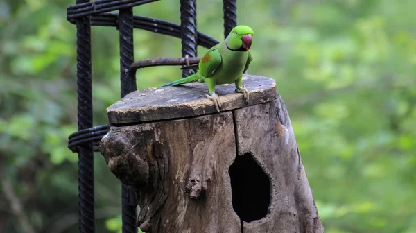 Hermoso pájaro loro verde eclectus —  Fotos de Stock