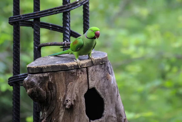 Hermoso pájaro loro verde eclectus —  Fotos de Stock