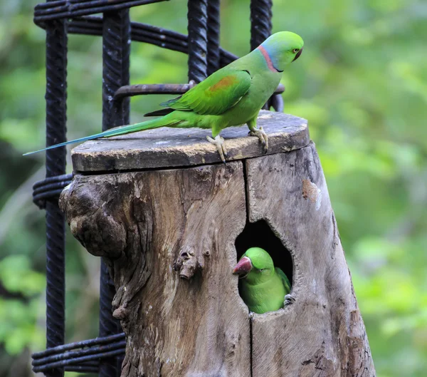 kuş güzel yeşil eclectus papağanı