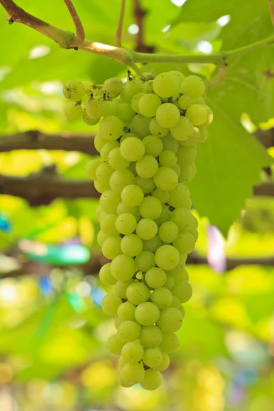 Raisins verts poussant dans un vignoble — Photo